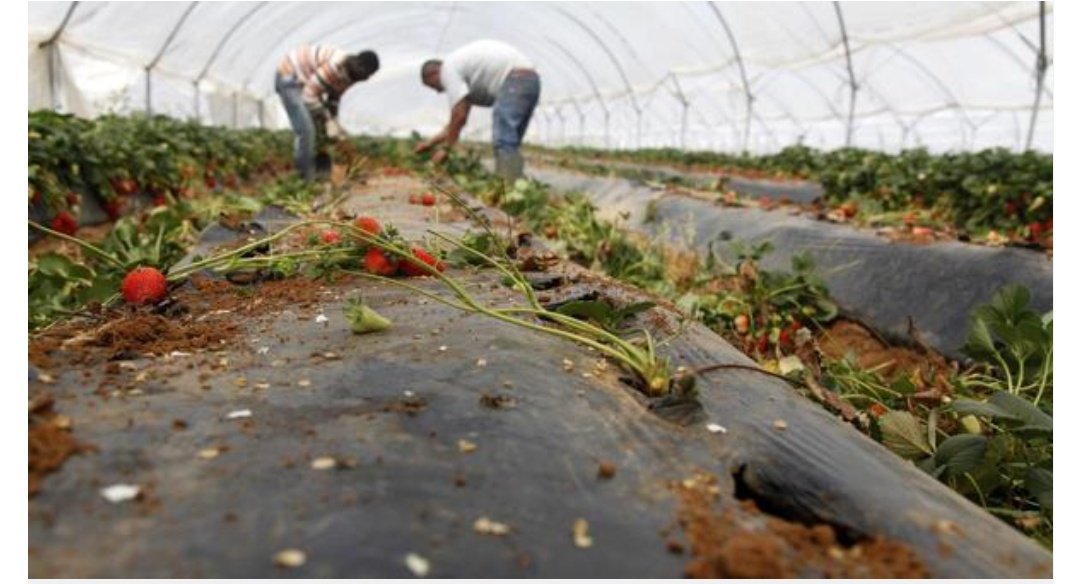 L@s consumidores alemanes  lanzan una campañ para exigir a las cadenas de supermercados de su país que no vendan #Fresas de España para no contribuir a la desecación del Parque Nacional de #Doñana.

eldiario.es/andalucia/patr…