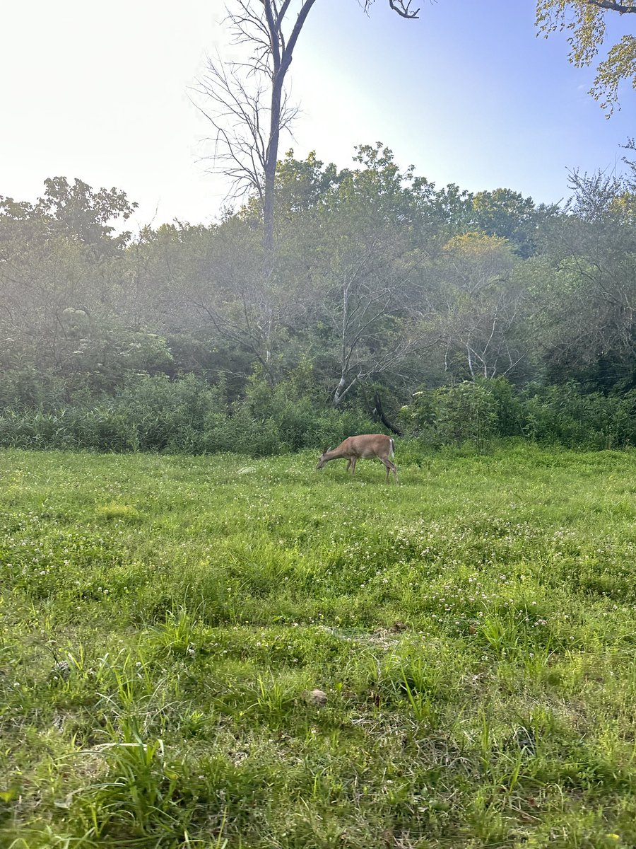 Vincent Vittorio tweet media