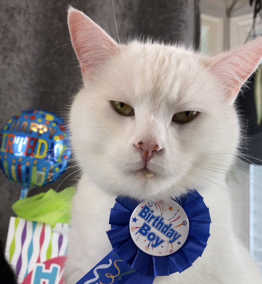 SmudgeLord's tweet photo. Say Happy Gotcha Day to me! 🥳🎂 https://t.co/Oe9JgY1g87