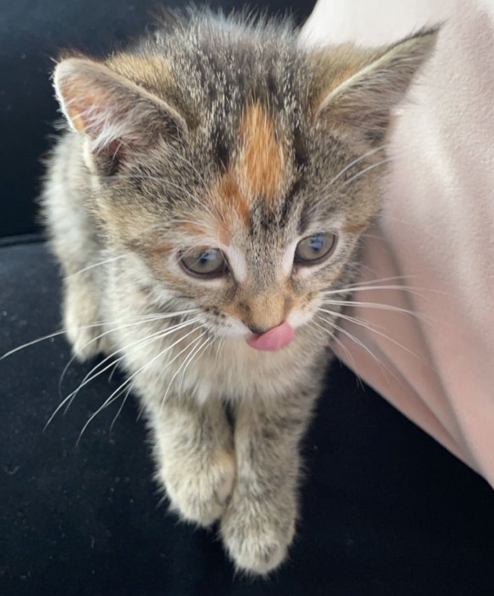 cats being weird little guys 👅 tweet media