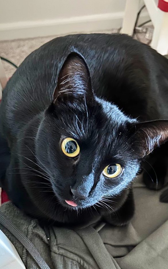 cats being weird little guys 👅 tweet media