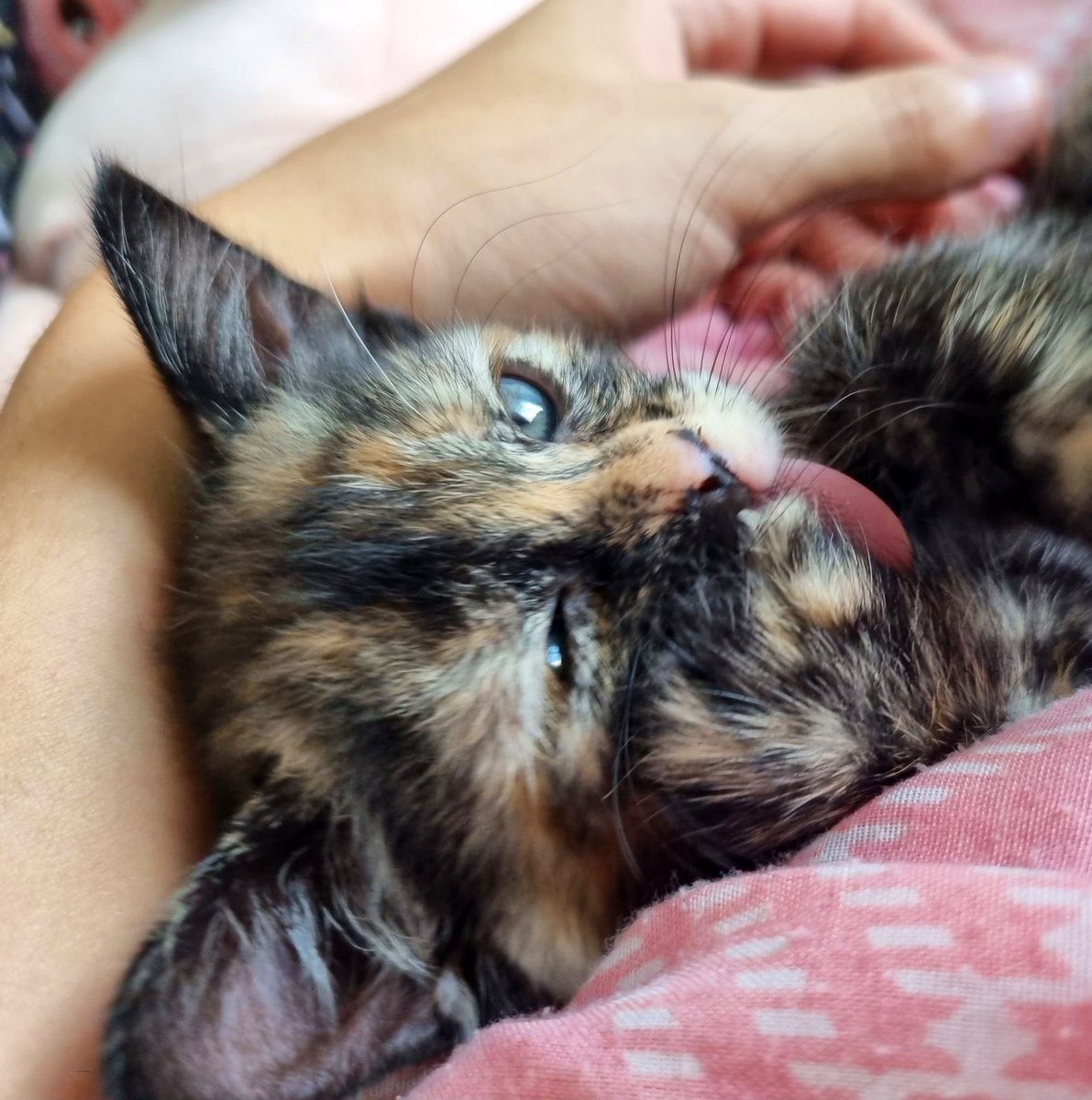 cats being weird little guys 👅 tweet media