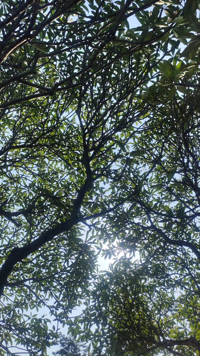 sinupohbeh's tweet photo. 🌿 https://t.co/smqhXaKPCI