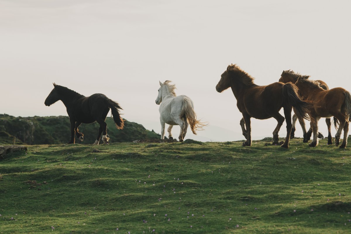 Portocabo's tweet photo. Este fin de semana se celebra la #RapadasBestas da #Capelada. Nosotros no podemos evitar acordarnos de la primera temporada de #Rapa 🐎💚 https://t.co/69b3ee85gF