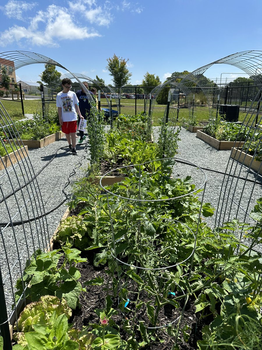 Sarah_Gamsey's tweet photo. So much fun exploring and identifying plants in the @WillowSpringHS garden! Thank you Ms.Beck! @WillowSpringFFA https://t.co/HIRRYzpKU7