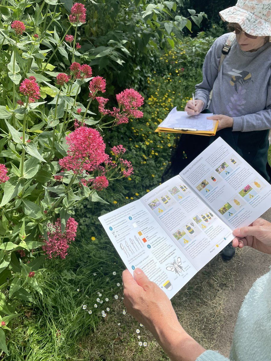 Lots of species spotted on our bee walk,🐝🪲🌿 such as a common carder bee, buff tailed bumble bee, Speckled Wood Butterfly, Swollen-thighed Beetle, honey bee’s &amp; solitary bees and others. 

Join us &amp; <a href="/BumblebeeTrust/">Bumblebee Conservation Trust</a> tomorrow for more bee &amp; bug ID🔍🐝🐞 10-2pm @ braunton burrows