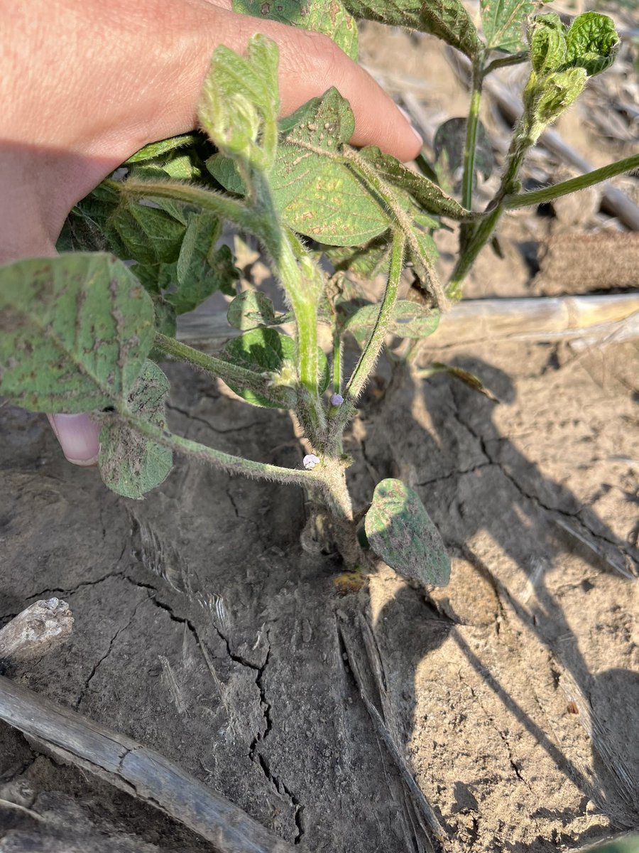 tonyspex's tweet photo. Early planted soybeans blooming in May, just like I planned. 

@AgriGold @KsSoybean https://t.co/mfY9FeZrRh