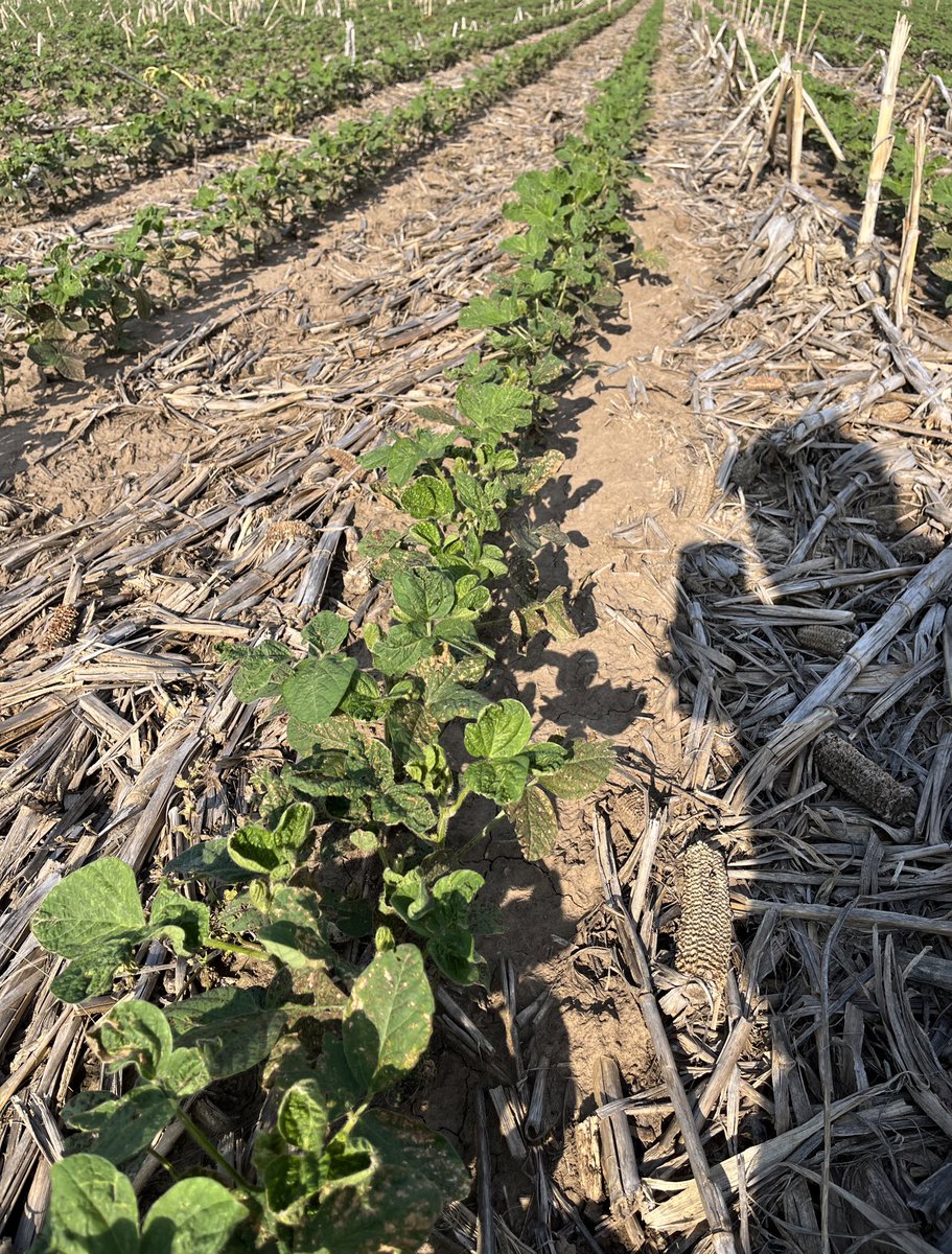 tonyspex's tweet photo. Early planted soybeans blooming in May, just like I planned. 

@AgriGold @KsSoybean https://t.co/mfY9FeZrRh