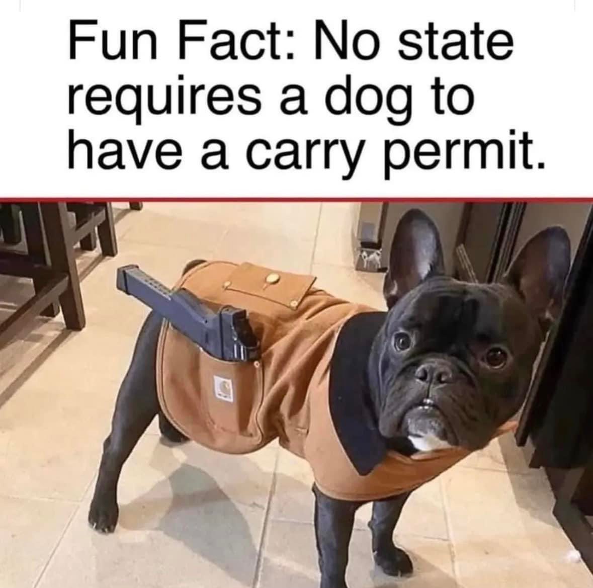 libertysafeinc's tweet image. The more you know 💫🐶
This pup might be needing his own Liberty Safe soon!🤣
#libertysafe #madeintheusa #AlwaysProtected