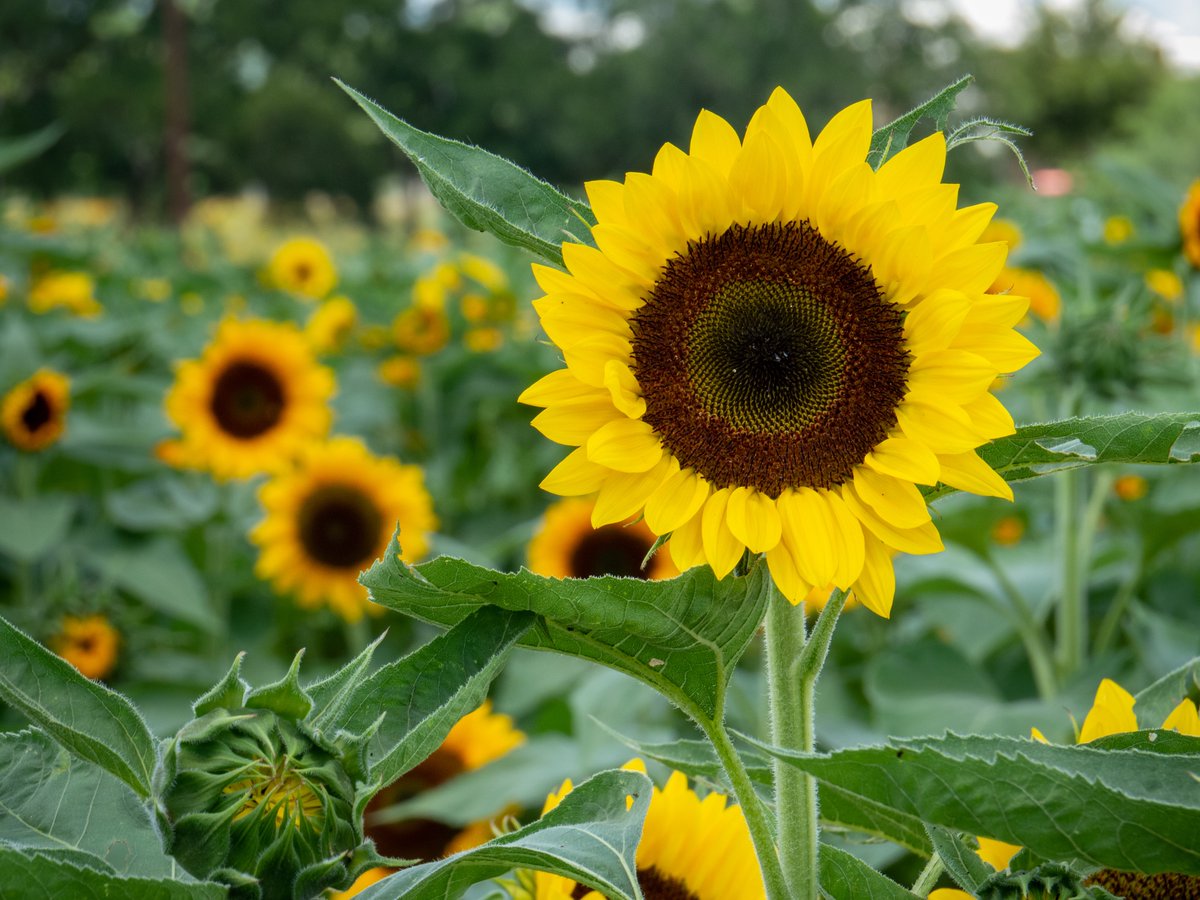 CMStanley6's tweet photo. Took the kid to pick #Sunflowers yesterday.
Avoiding #amwriting #amquerying

#naturephotography #flowers #photography #photoadventure https://t.co/psi7TJORe4