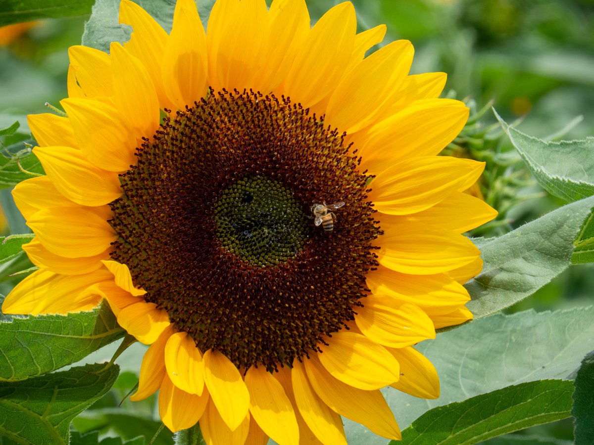 Took the kid to pick #Sunflowers yesterday.
Avoiding #amwriting #amquerying

#naturephotography #flowers #photography #photoadventure