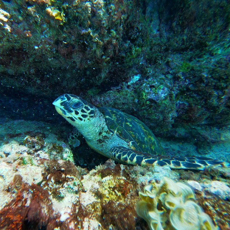 It's a juvenile hawksbill! #TurtleTuesday

Ascension Island has a small population of post-pelagic juvenile hawksbills that spend around 4 years feeding and growing up before migrating to adult foraging grounds in Brazil.

#smallislandBIGVISION