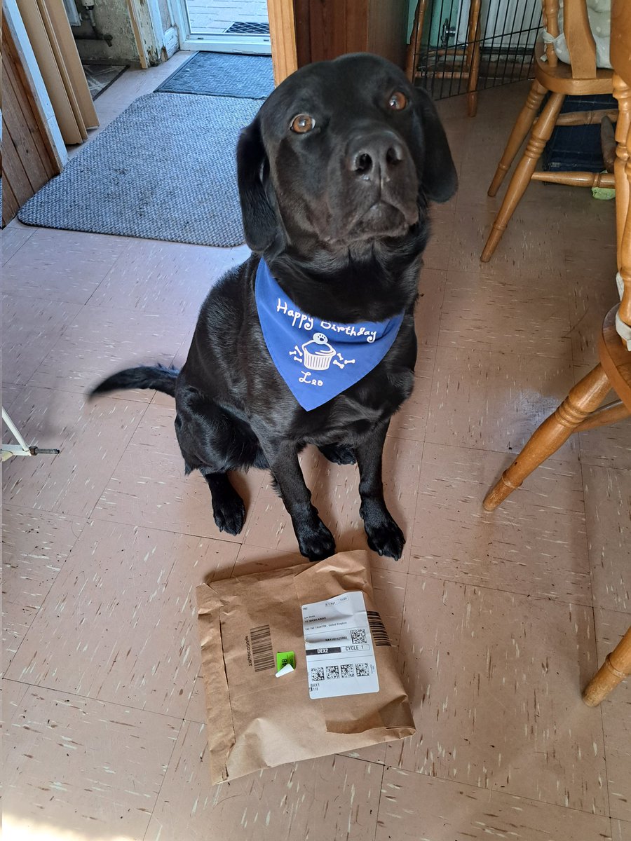 FurbabyPrince's tweet photo. Look, look, furpals a special prezzie came with parcelman bestus #salmonskin from my pal @DylanTDog #Flashbro and not forgetting all my fyrpals who wished me a #HappyBurfday on my big 4th🎁🎂👍I gotta go morsels to munch and drool down my #Burfday #bandana ❤️ https://t.co/lRNTa4K0uq