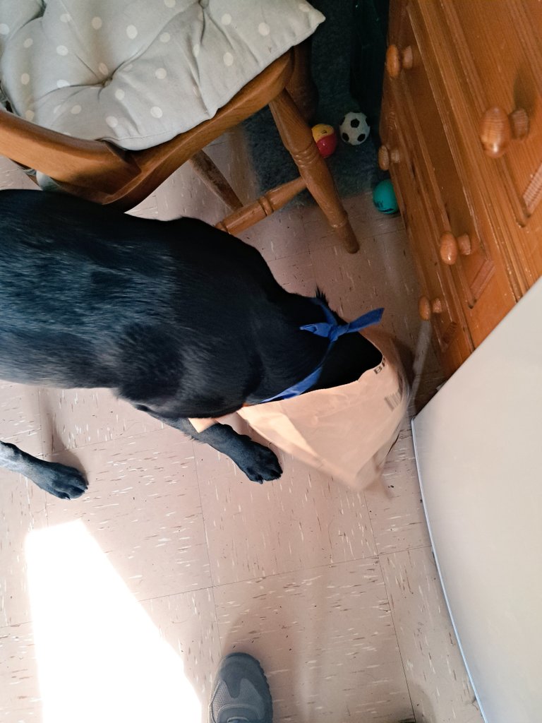 FurbabyPrince's tweet photo. Look, look, furpals a special prezzie came with parcelman bestus #salmonskin from my pal @DylanTDog #Flashbro and not forgetting all my fyrpals who wished me a #HappyBurfday on my big 4th🎁🎂👍I gotta go morsels to munch and drool down my #Burfday #bandana ❤️ https://t.co/lRNTa4K0uq