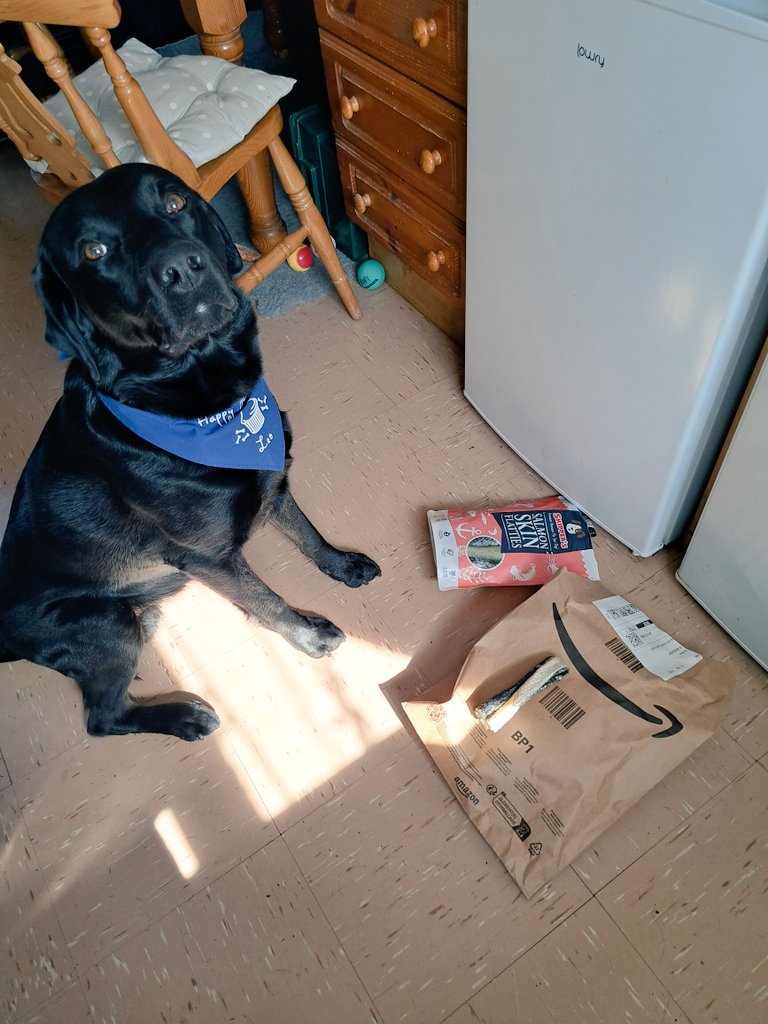 FurbabyPrince's tweet photo. Look, look, furpals a special prezzie came with parcelman bestus #salmonskin from my pal @DylanTDog #Flashbro and not forgetting all my fyrpals who wished me a #HappyBurfday on my big 4th🎁🎂👍I gotta go morsels to munch and drool down my #Burfday #bandana ❤️ https://t.co/lRNTa4K0uq