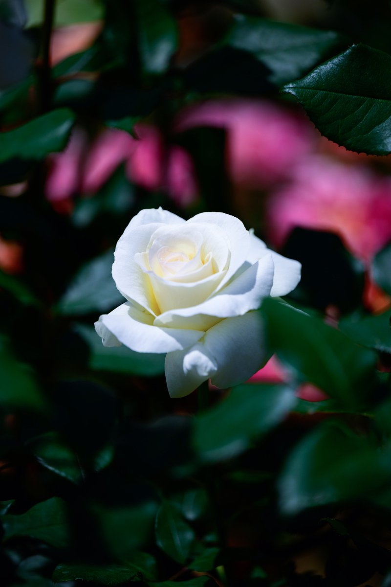 薔薇
白鳥

#TLを花でいっぱいにしよう
#写真好きな人と繋がりたい