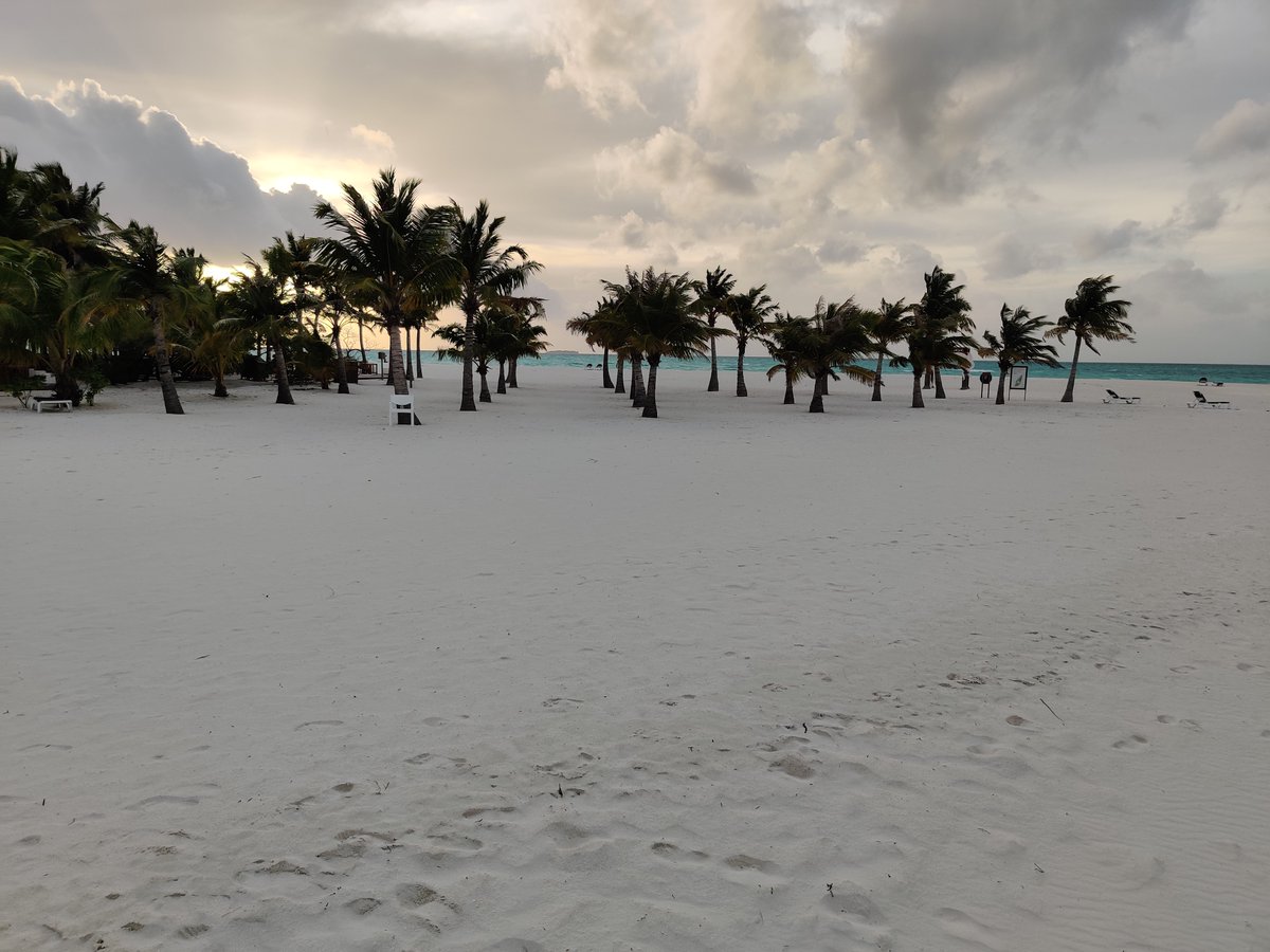 hungryexplorer_'s tweet photo. Whispering palms and sandy shores, the allure of Maldives' coconut haven. Tropical bliss is captured in the shade of Maldives' majestic coconut trees which paint a picture-perfect escape in Maldives. 🌴🌴   

#islandlover #palmtrees #oceanview #beachgram #coconuttrees🌴#palmtree https://t.co/c1JAM0IBW0
