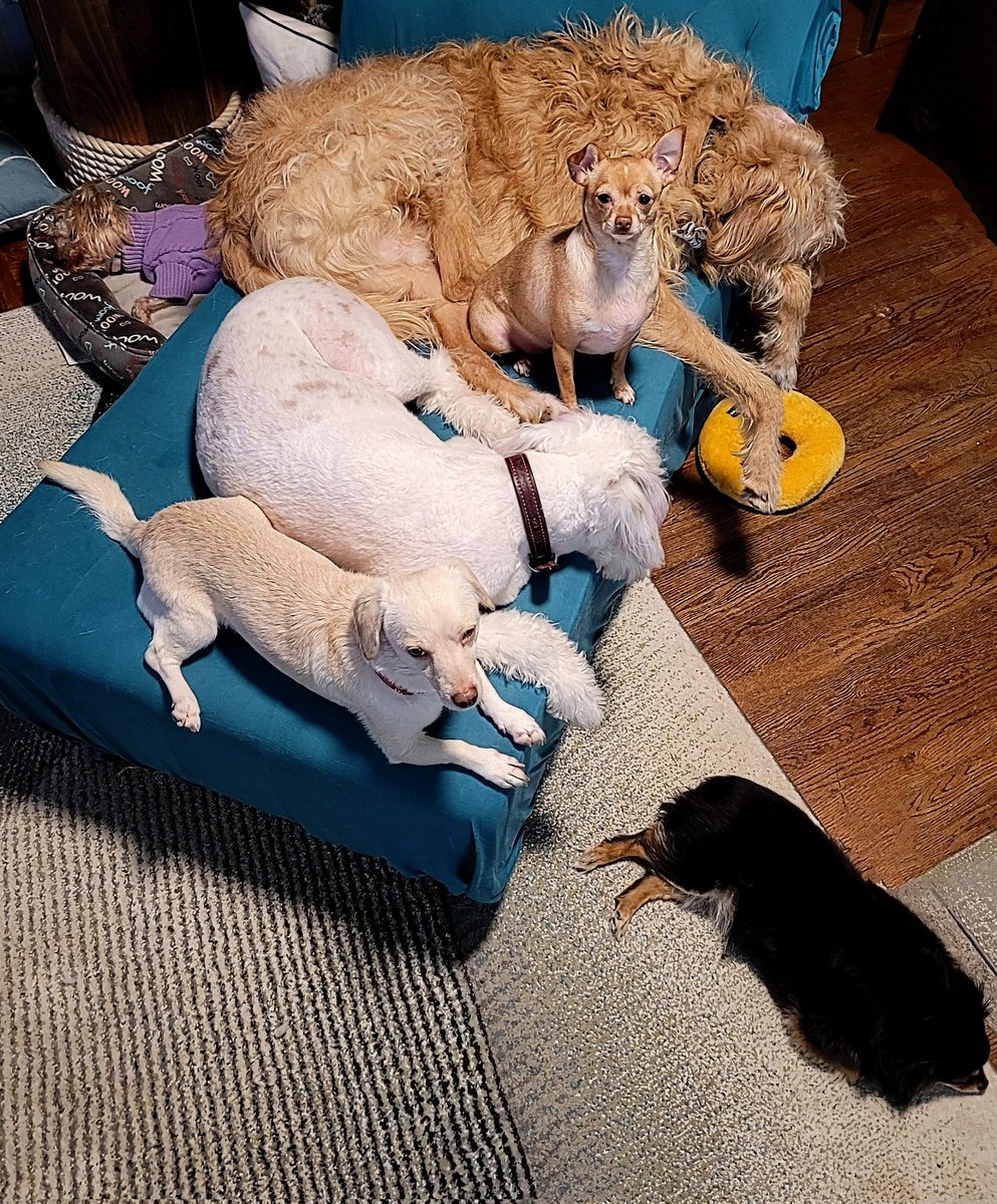 The Wait.... Herd Mom is at the vet with Kiefer... everyone else... The wait faithfully continues.  😄 @tine_theherd