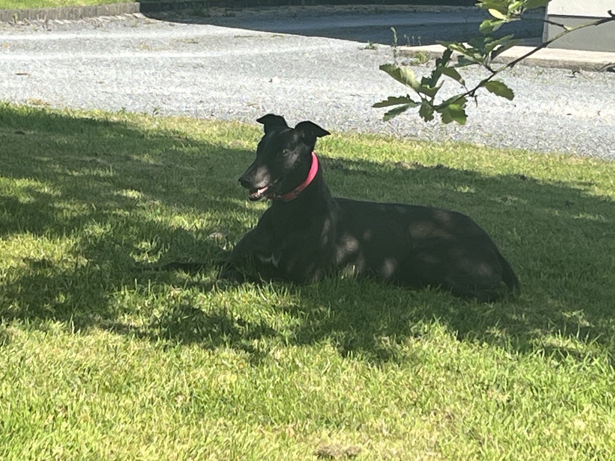 Rosie enjoying the sunshine