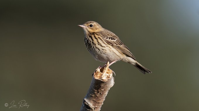 Red-throated Pipit behavior