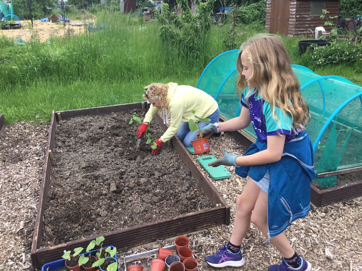stolavesprep's tweet photo. Thanks to the families who came to our holiday Gardening Club today. We sowed lots of #butternutsquash and #dwarfbeans as well as some #tickseed. Everywhere had a good water as it was looking very dry! Next one is Tuesday 6th June #StOlavesPrep #StOlavesPrepGardening https://t.co/l6wNsjrUqG