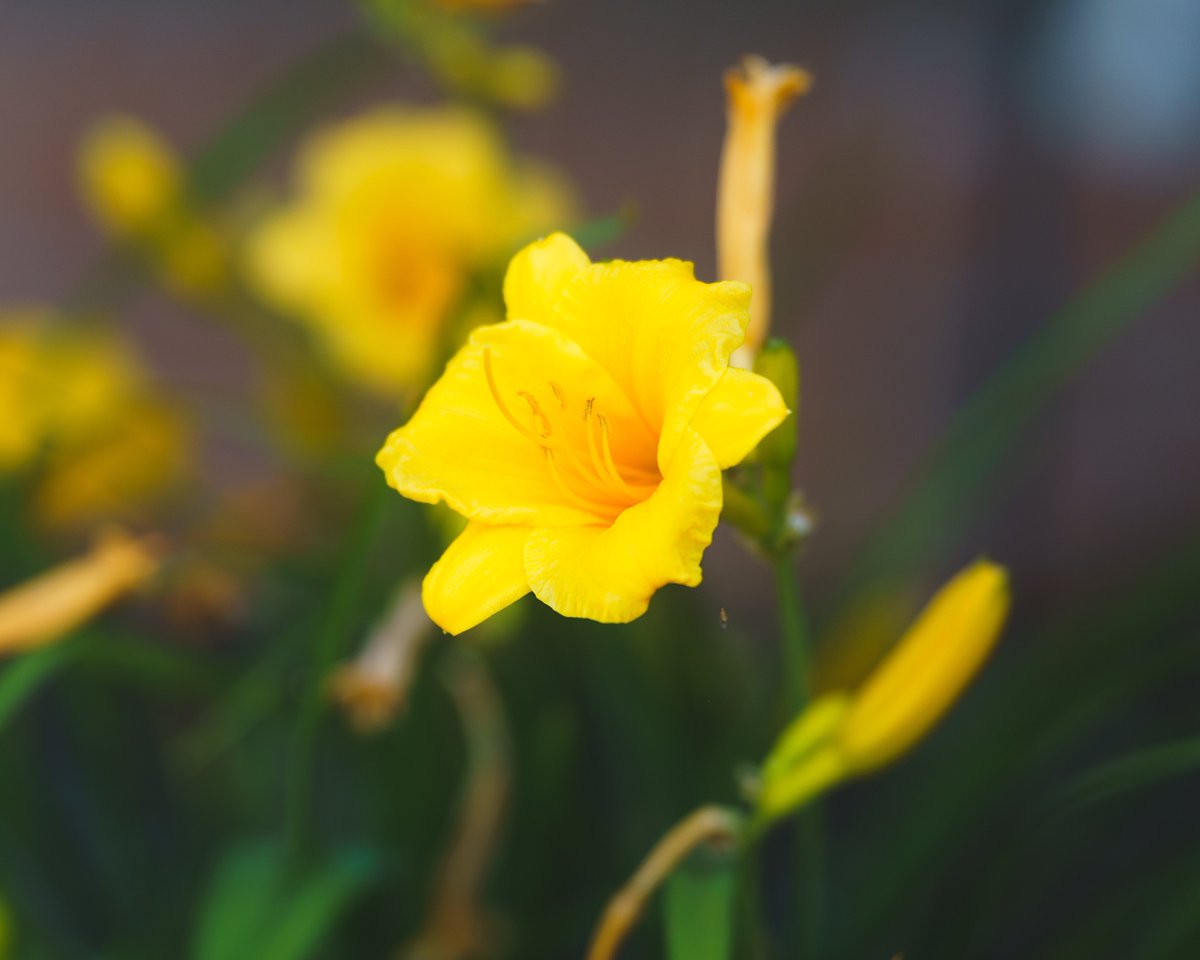 I need to quit buying new lenses but I don’t wanna. The kids helped take and edit this one. 

#SonyAlpha #sonya7iii #photography #nature #flowers #yellow #picoftheday