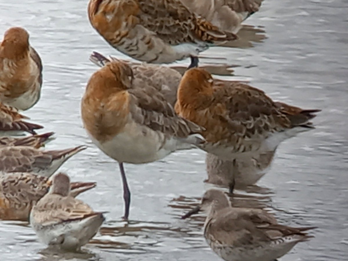 Greenshank today @RSPB_BurtonMere showing well. Plenty of Knot hanging round with the Black-tailed Godwits