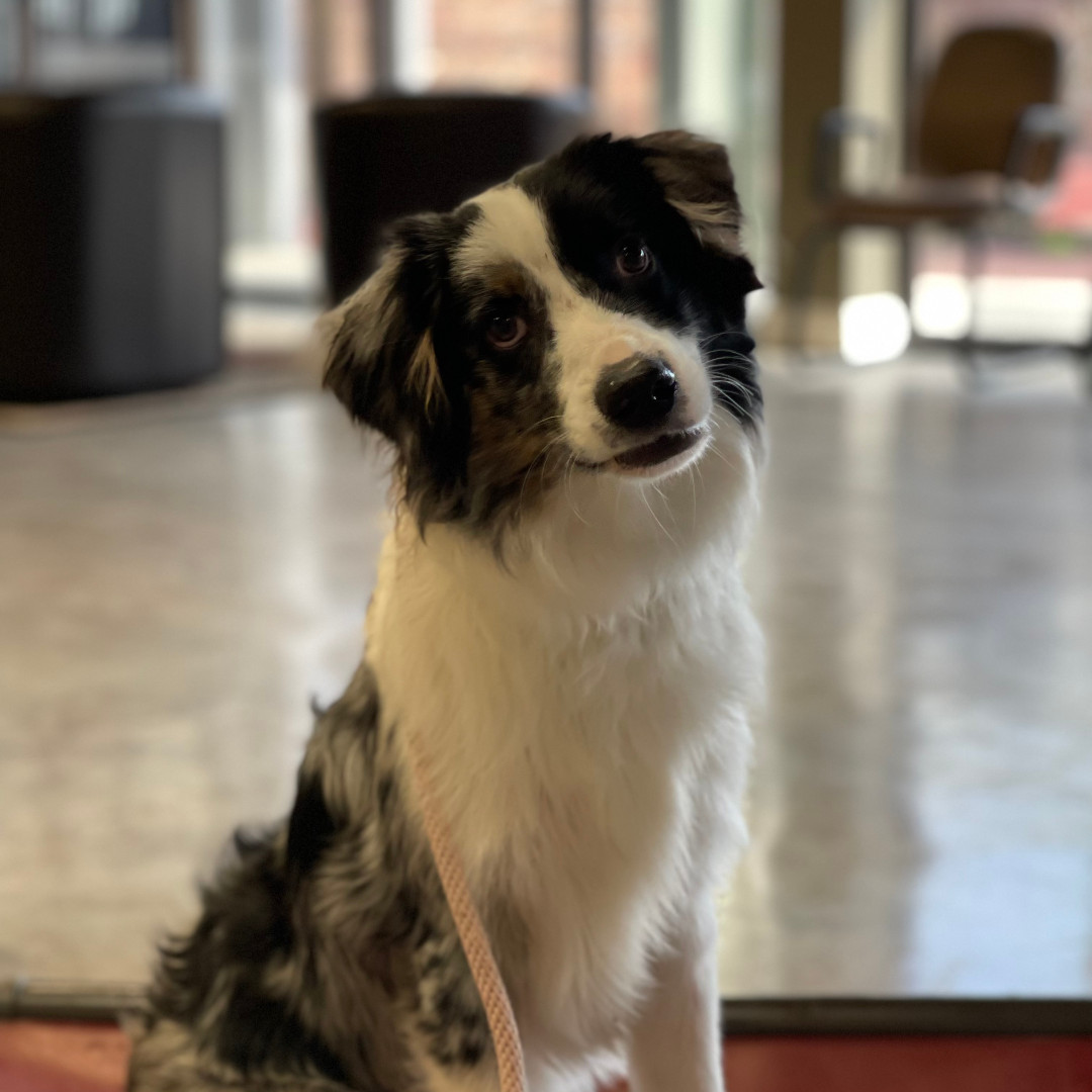PuptownHouston's tweet photo. DYK that #AustralianShepherds have also been called Spanish Shepherds, Pastor Dogs, Bob-Tails, Blue Heelers, New Mexican Shepherds, and California Shepherds.

Photo: Puptown Houston

#PuptownHouston #DogTraining #HoustonDogTraining #DogObedienceTraining #HoustonTX https://t.co/5GcZXpSVv6