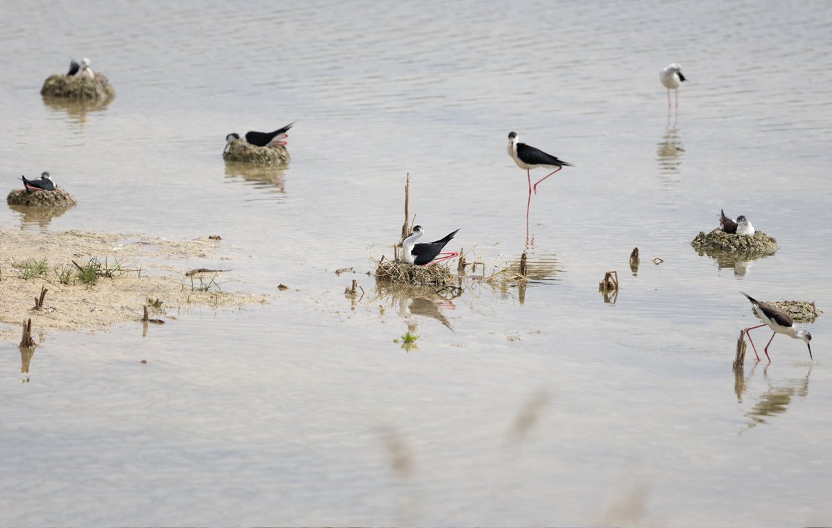 Uzunbacaklar Mogan’da bir adacığa yuva yaptılar, onu da sel aldı. Zavallılar yuvaların seviyesini yükseltmişler, yükselen sudan korumaya çalışıyorlar. Umarım yavrular sağlıklı bir şekilde çıkarlar. Ortalık çok çamur ama arada kontrol etmeye gidiyorum. Fotolar, 13 ve 31 Mayıstan.