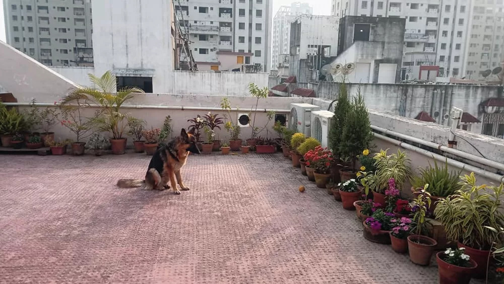 shepherd_lovers's tweet photo. Leaving dogs on a terrace will provide pets with fresh air, direct sunlight, and a change of view. However, maintaining their safety and well-being while on the patio is critical. Whether you live in an apartment or an individual house with a terrace,

https://t.co/9VI0R6wyxW https://t.co/zyIJpSLFZQ
