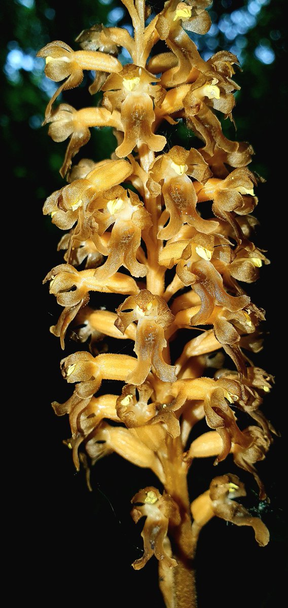 Very thin on the ground in the NE so it was great to see Birds-nest Orchid with @yafflehunter at a new site for me #northeastengland #shouldhavegoneforgreatsnipe @Megsonmen @ukorchids @thenewgalaxy