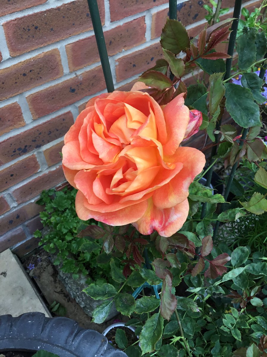 Trinkle96619465's tweet photo. #Battyaboutbats pic 1 & 2 ( clearer) a bat has emerged out of the garage….pic 3. Bats in the hall - caver husband got bats everywhere…pic 4 beautiful lady of Shalott rose. https://t.co/mOLjeVlweI