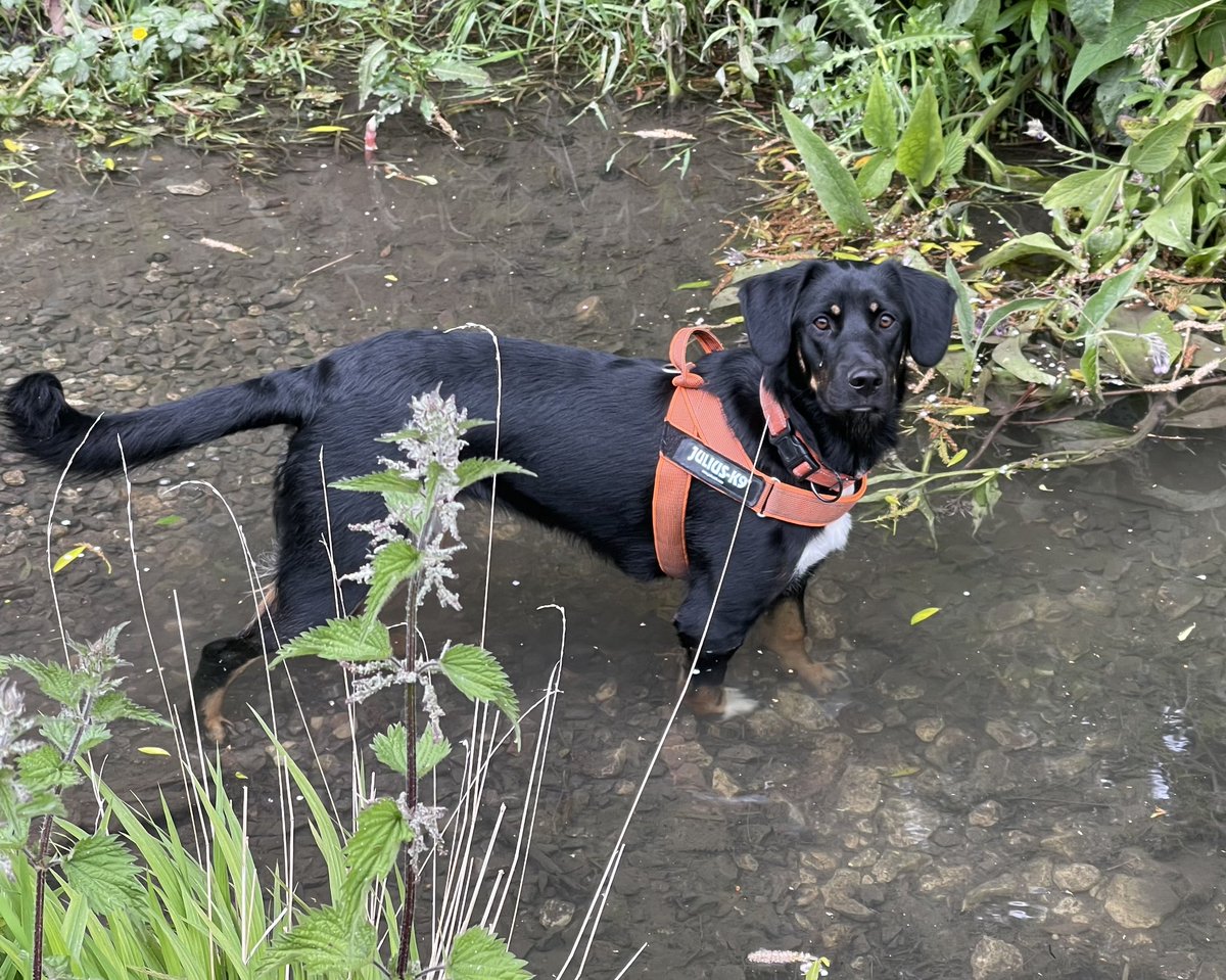 Manonthefence's tweet image. Mabel is slowly wading deeper into the ford #swimmingsoon