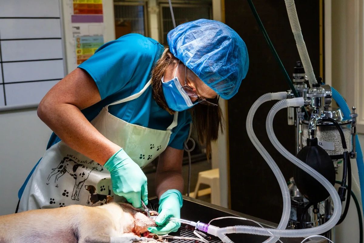 cascadevetctr's tweet photo. Did you know that we preform surgeries in-office? We understand wanting to keep your pet close by, so we're proud to offer surgery and cancer care right here in town so you can always be nearby. #CascadeVeterinaryCenter #PetSurgery #PetCancerCare https://t.co/Ba1djtABSK