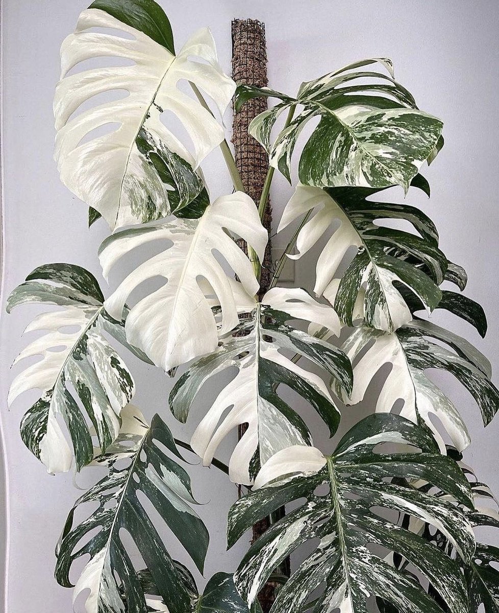 HobbyistPlant's tweet photo. A stunning Monstera 🌿 https://t.co/XhnhGICsqt