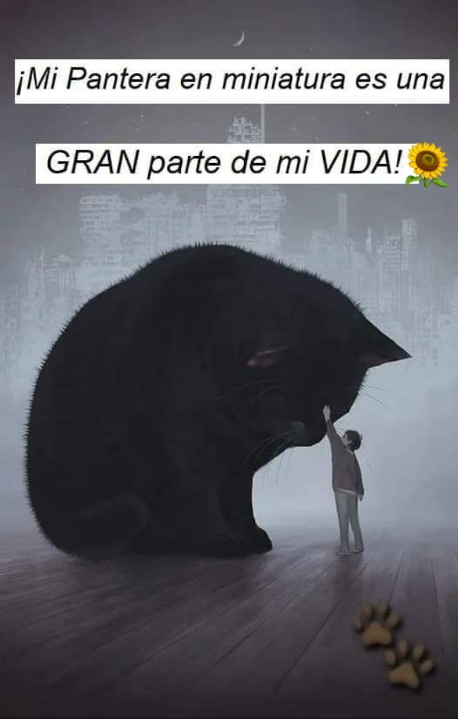 Como toda una michi-mamá responsable, vamos a esterilizar a mi primera criatura. Estoy muy nerviosa 🫣
#MiPanterita 😺🙏🏻