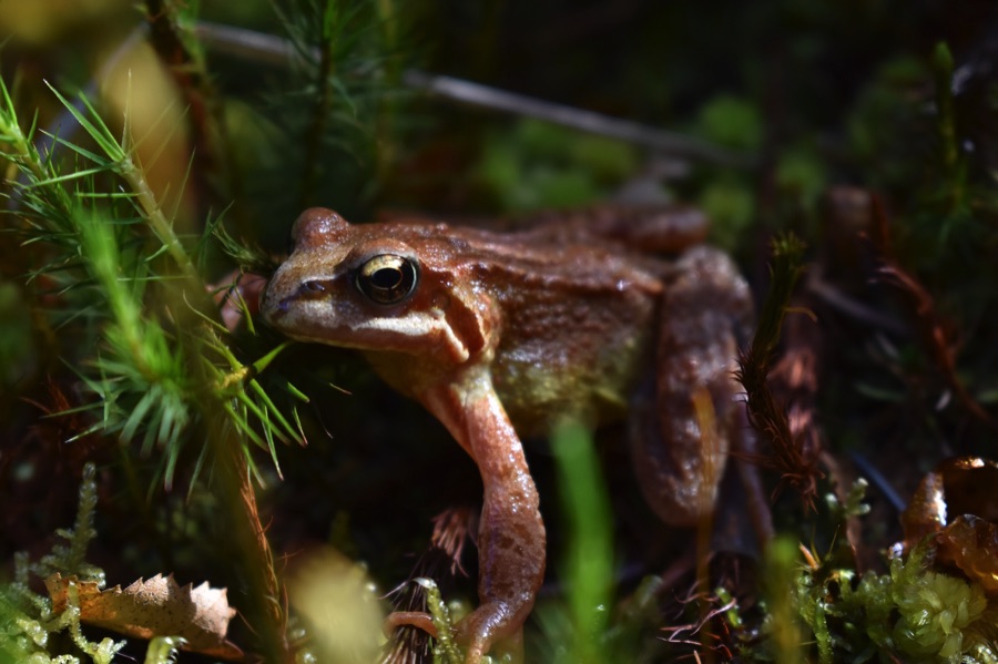 Are you ready to start #30DaysWild tomorrow? From peering into a pond and helping hoverflies, to choosing #peatfree compost and letting the grass grow – we suggest 30 ways to connect with nature and boost biodiversity. 
More: bit.ly/3c9cT6W