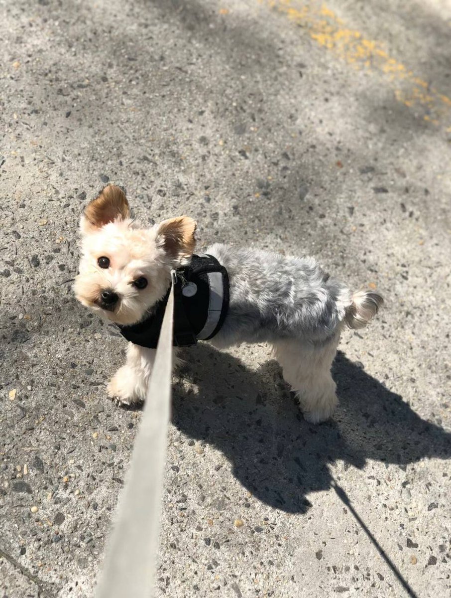 ConnorRaylee's tweet image. My little cutie is online