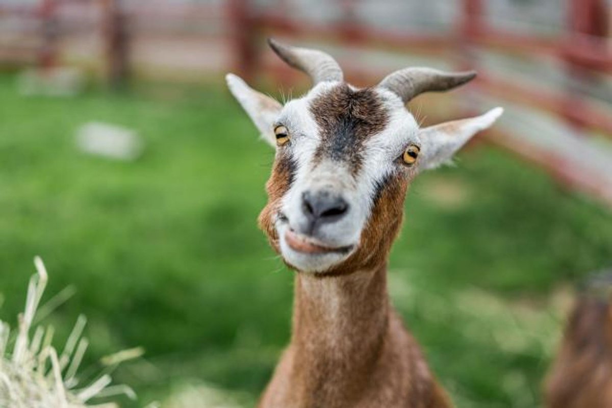 BuddyBaphomet's tweet photo. Today is National Smile Day. https://t.co/udEezPM5A0