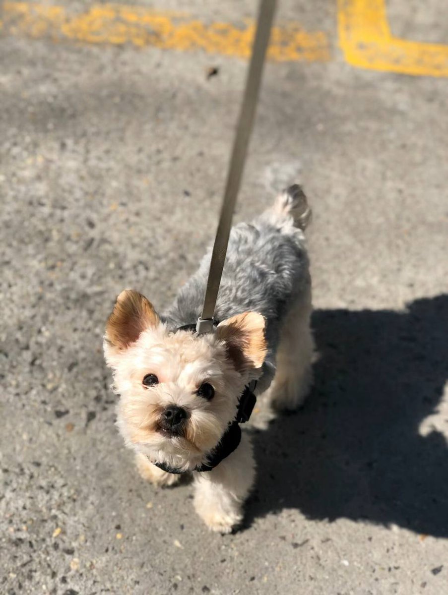 ConnorRaylee's tweet image. My little cutie is online