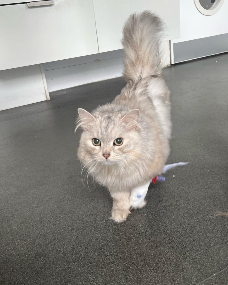 RouReynolds's tweet photo. This is going to be fucking difficult.

At 7am on Saturday 27th May, Freya was put to sleep after sudden deterioration with Kidney disease &amp; possible Kidney cancer.

It’s hard to elucidate how painful this past week has been. https://t.co/BXQKcZMKp3