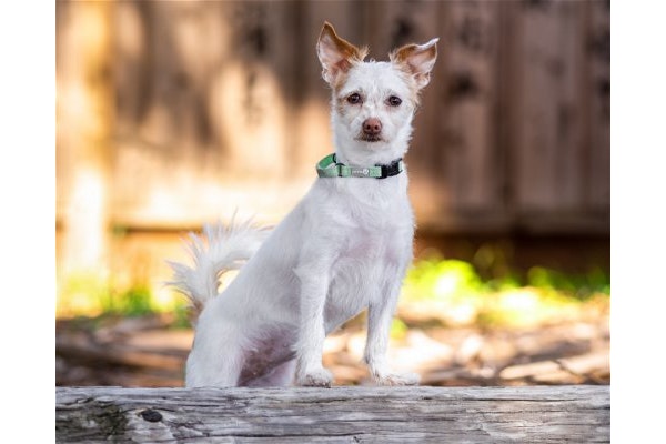 DPSRescue's tweet photo. Tinkerbell:πΆπ₯° 4-year-old Maltese-Terrier mix. Tiny but mighty! Shy at first, but sweet and loving once she trusts you. Needs patient home. Playful, good with dogs/cats. Walks well on leash. Quiet and cuddly. Seeks caring home to help her shine. ππΎ #AdoptTinkerbell #DPSRescue https://t.co/Ci4lGbIe1o