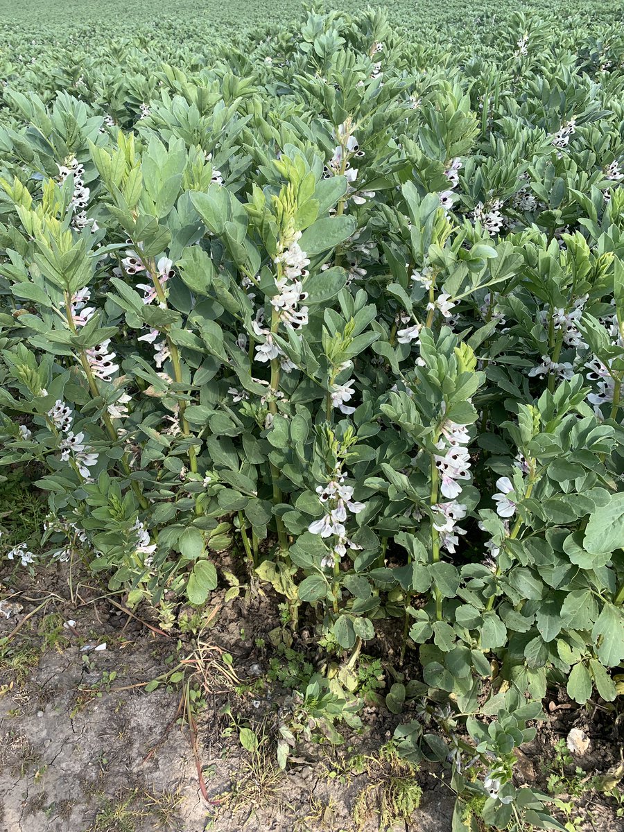 Twitter help what is this crop growing in the field please pretty with a seer smell ???