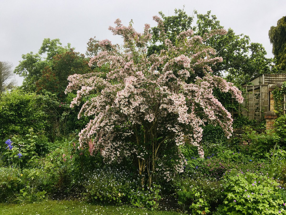 Every year on this day we would have a family photo for dad’s birthday by this beauty bush…. They are no longer here but me and the kolwitzia still remember the day ♥️