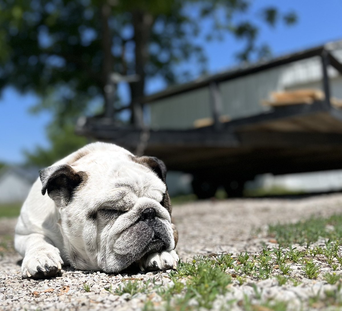 KingTuckerC's tweet photo. Went out to do my thing and it was so nice out I decided to try to nap. The D didn’t let me. Something about it being too warm outside. #funhater 😉😂❤️👊🥵 https://t.co/MeqeIoVyTc