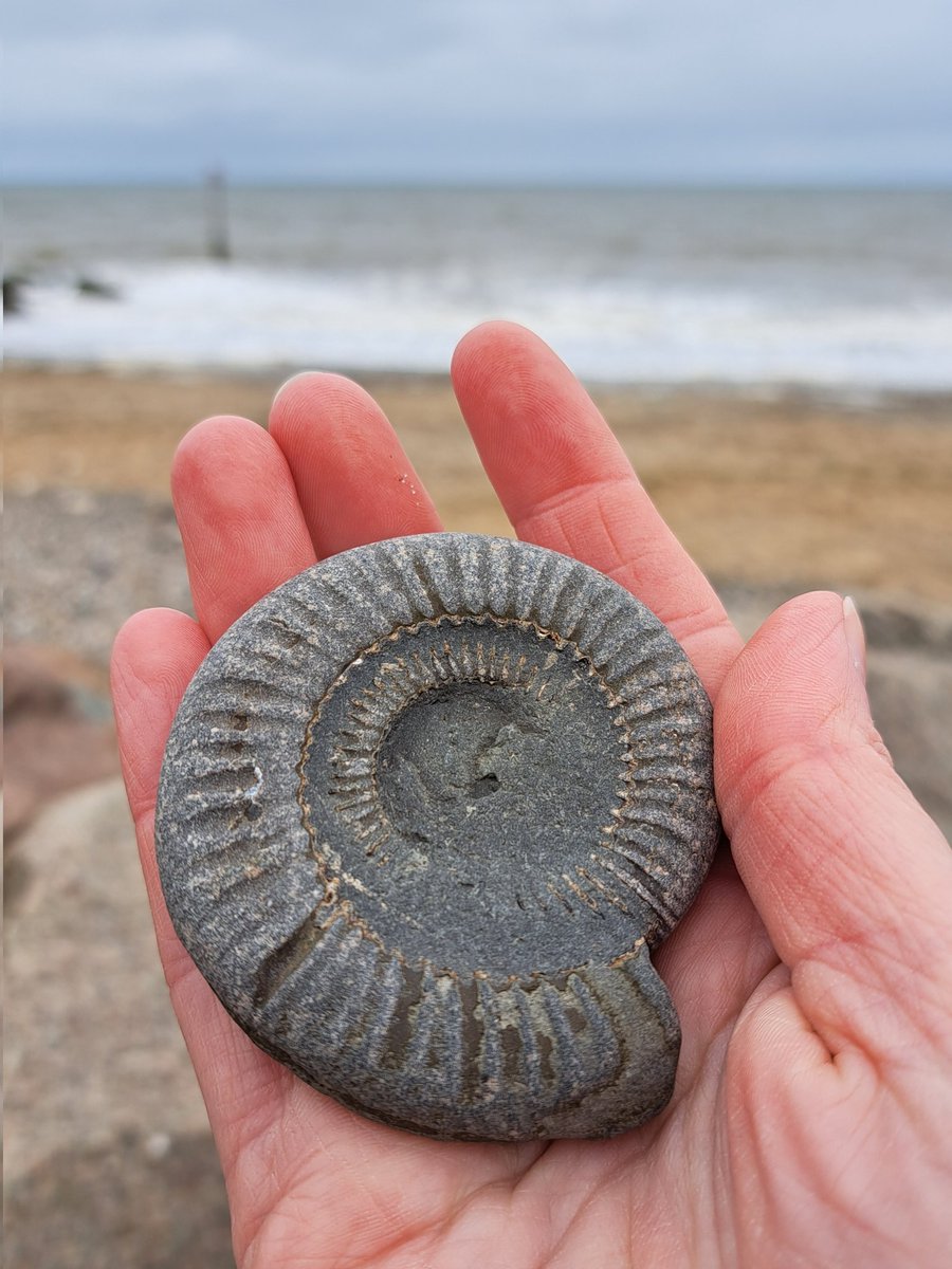 Great fossil walk with @active_coast today. Went back to beach after lunch and was rewarded with this beauty! #fossils