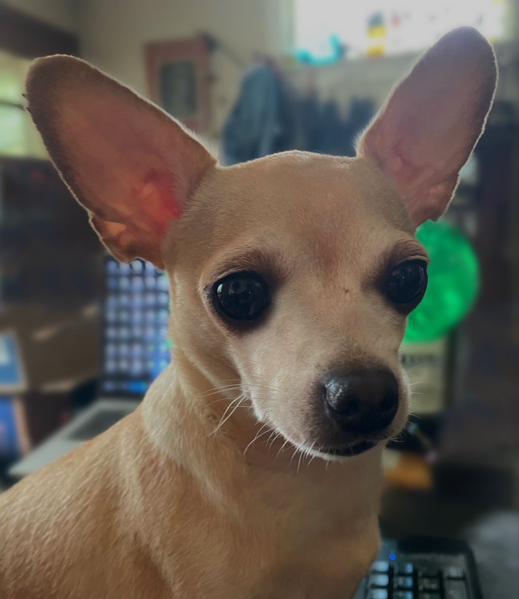 sarahanunn's tweet photo. My coworker Jasper is sitting on my desk, blocking my computer, because he says that he is on strike for less work, more naps & endless cheese.
🙄
#WednesdayFeeling #DogsWorkingFromHome #Chihuahua #RescueDog #DogTwitter #DogsofTwittter #DogsOnTwitter https://t.co/xlqHsLlXLo