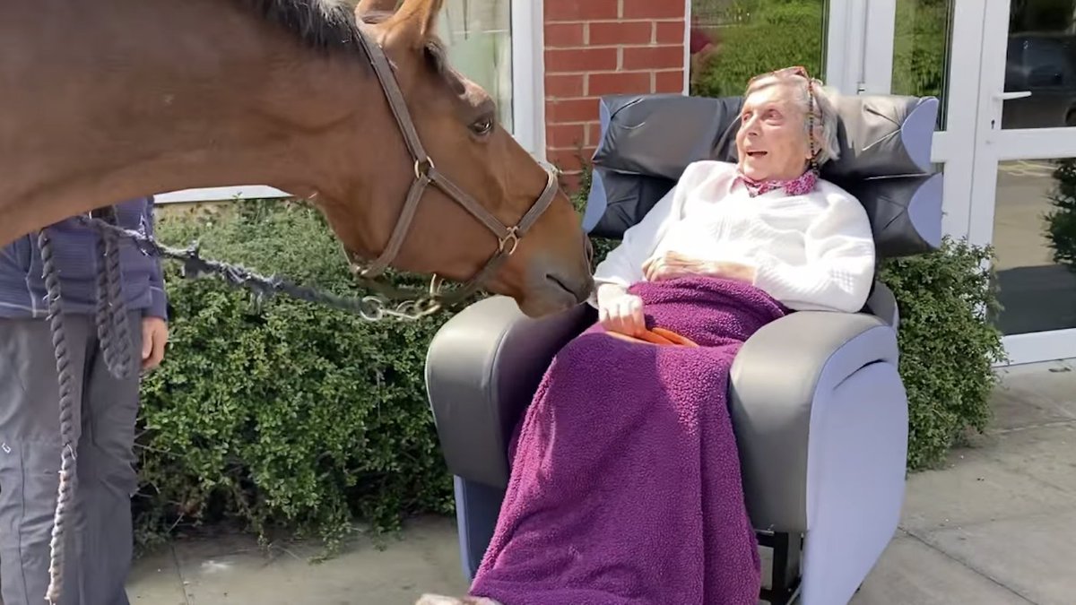 Joy and carrots as event horse reunited with his 91-year-old owner/breeder trib.al/oXuCo3w