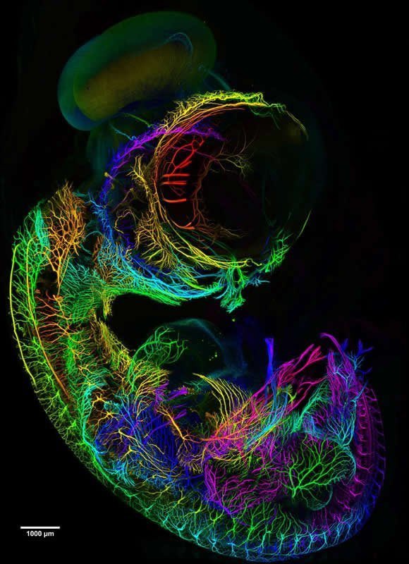 microscopic image of the developing nervous system of a seven-day old chicken embryo