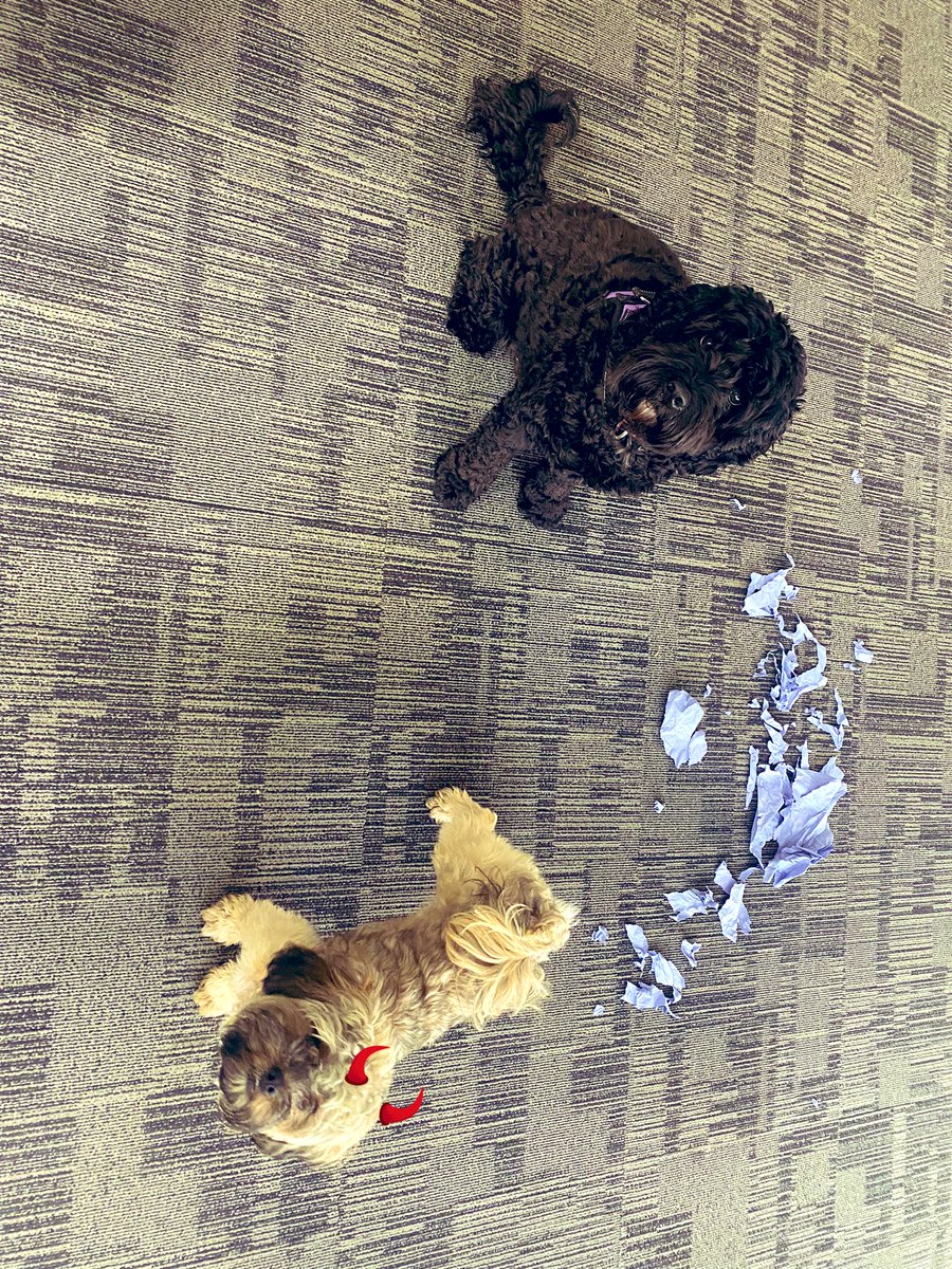 Today’s non-billable contribution from the furry folk came from…..?
#dogsoftwitter #bringyourdogtowork